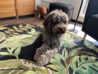 Therapiebegleithndin Bonnie